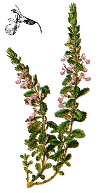 Germandrée petit-chêne